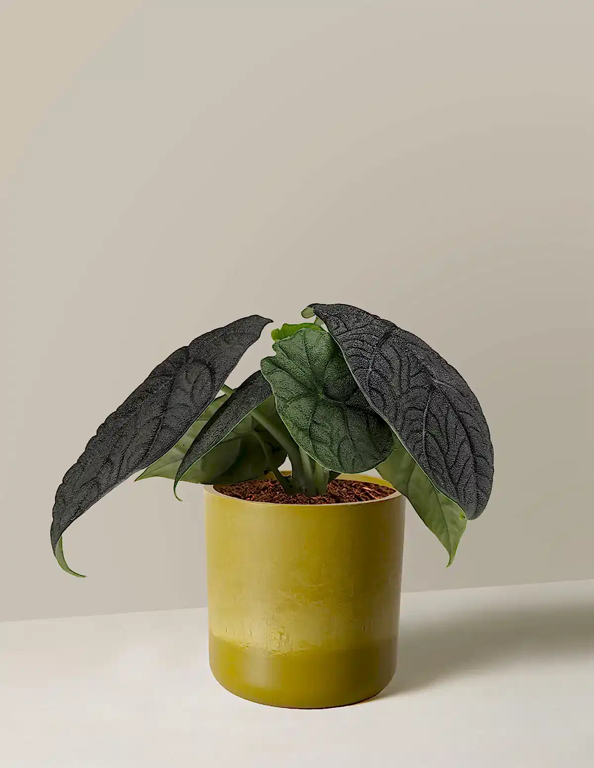 Alocasia Melo