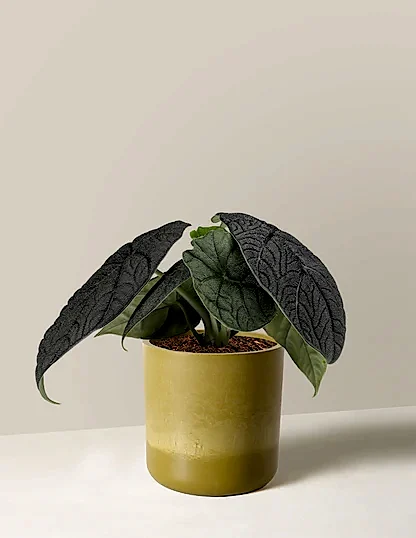 Alocasia Melo