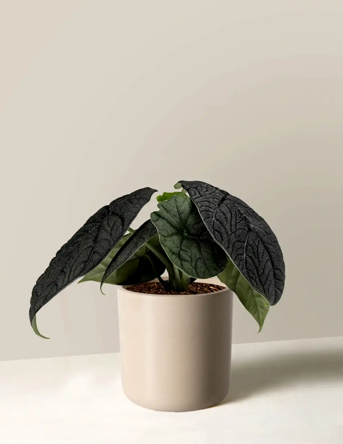 Alocasia Melo