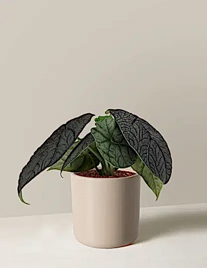 Alocasia Melo