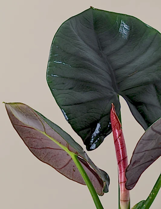Alocasia Silver Velvet