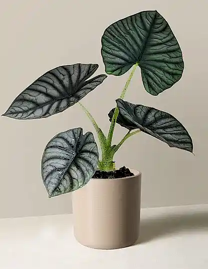 Alocasia Silver Nebula