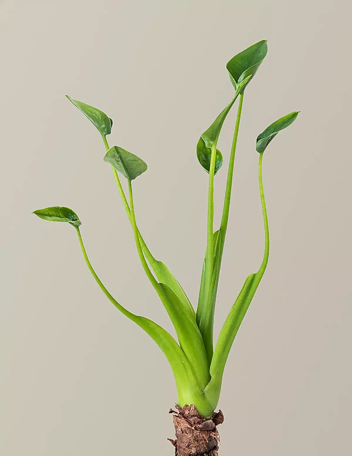 Alocasia Tiny Dancer
