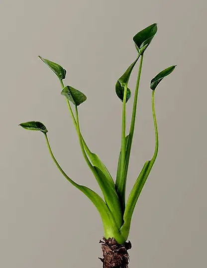 Alocasia Tiny Dancer