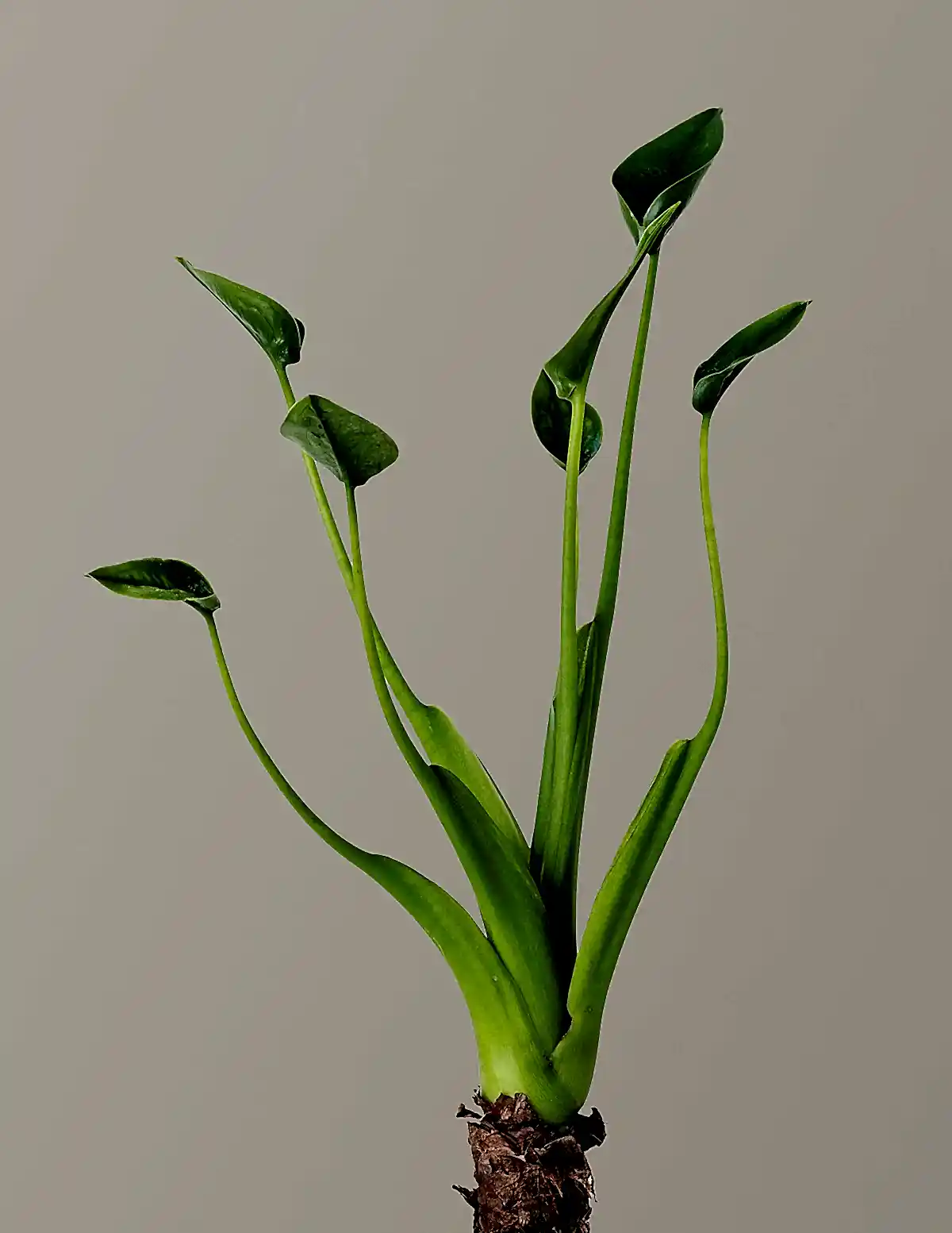 Alocasia Tiny Dancer