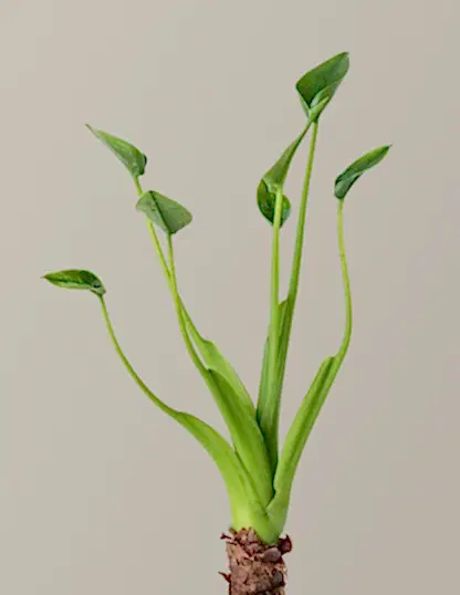Alocasia Tiny Dancer
