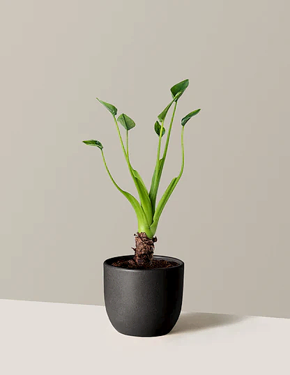 Alocasia Tiny Dancer