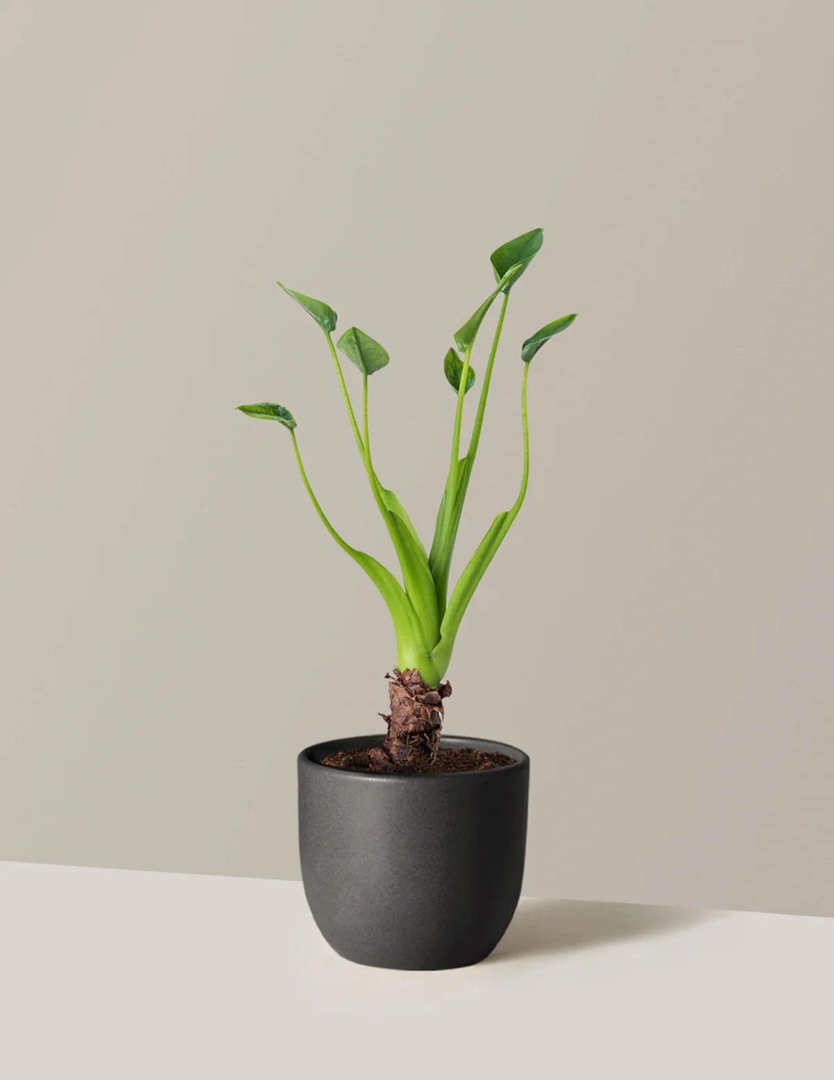 Alocasia Tiny Dancer