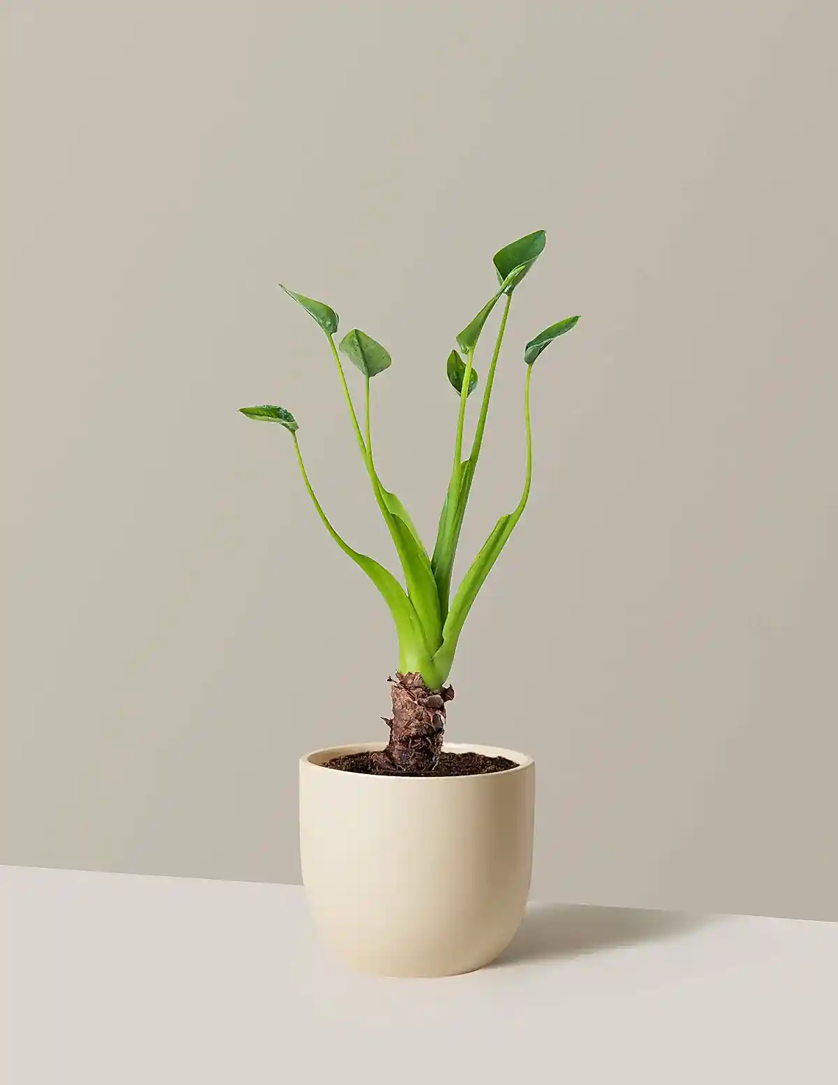 Alocasia Tiny Dancer