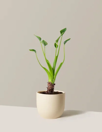 Alocasia Tiny Dancer