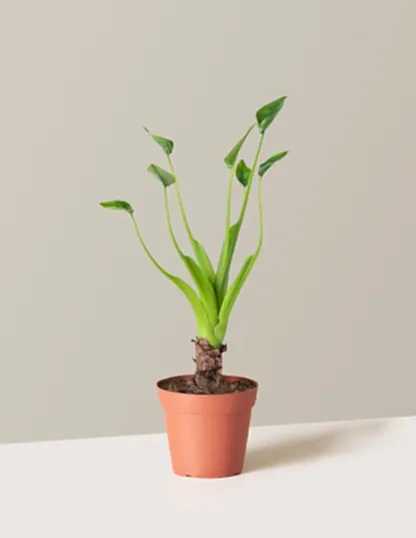 Alocasia Tiny Dancer