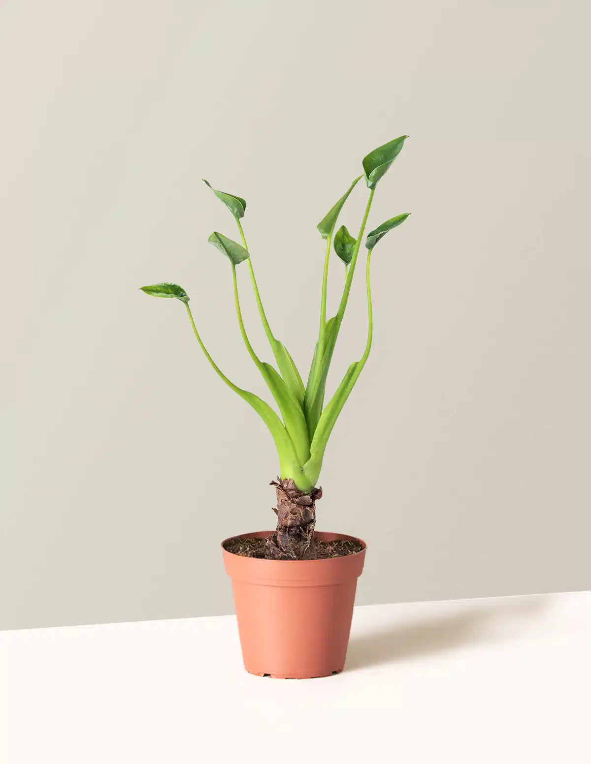 Alocasia Tiny Dancer