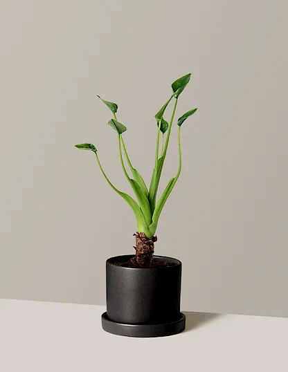 Alocasia Tiny Dancer