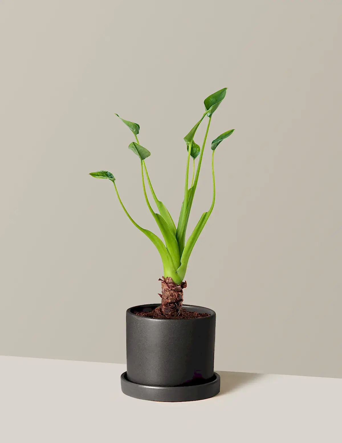 Alocasia Tiny Dancer