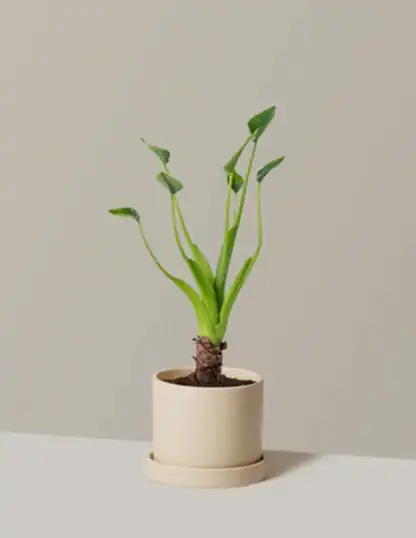 Alocasia Tiny Dancer