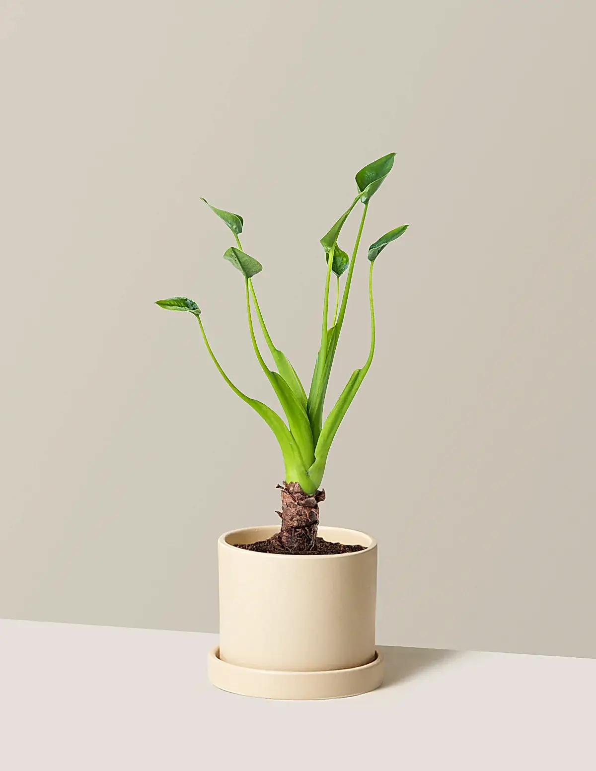Alocasia Tiny Dancer