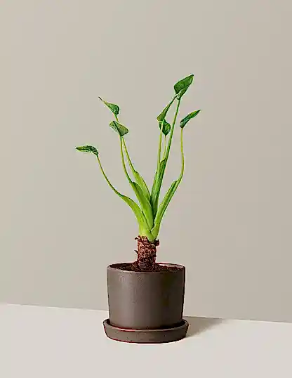 Alocasia Tiny Dancer