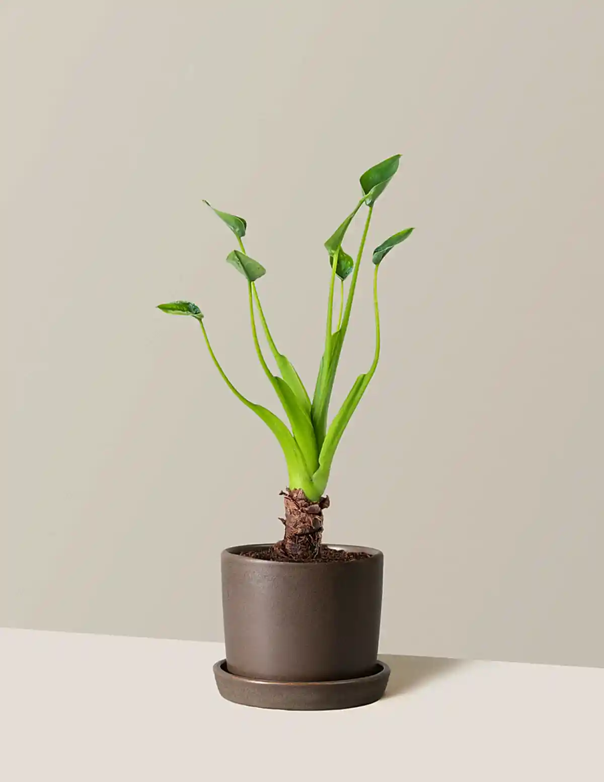 Alocasia Tiny Dancer