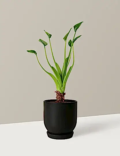 Alocasia Tiny Dancer