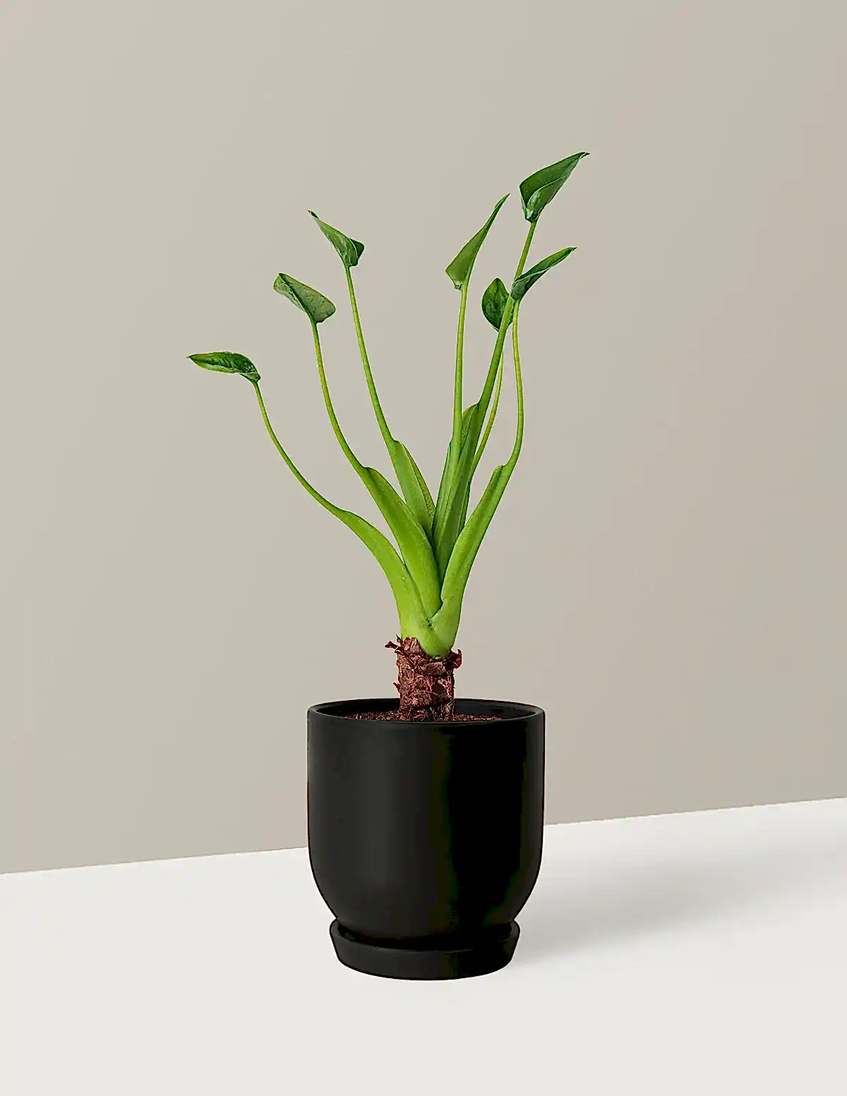 Alocasia Tiny Dancer
