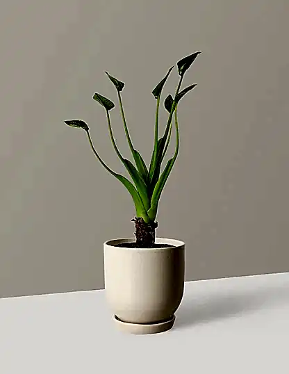 Alocasia Tiny Dancer