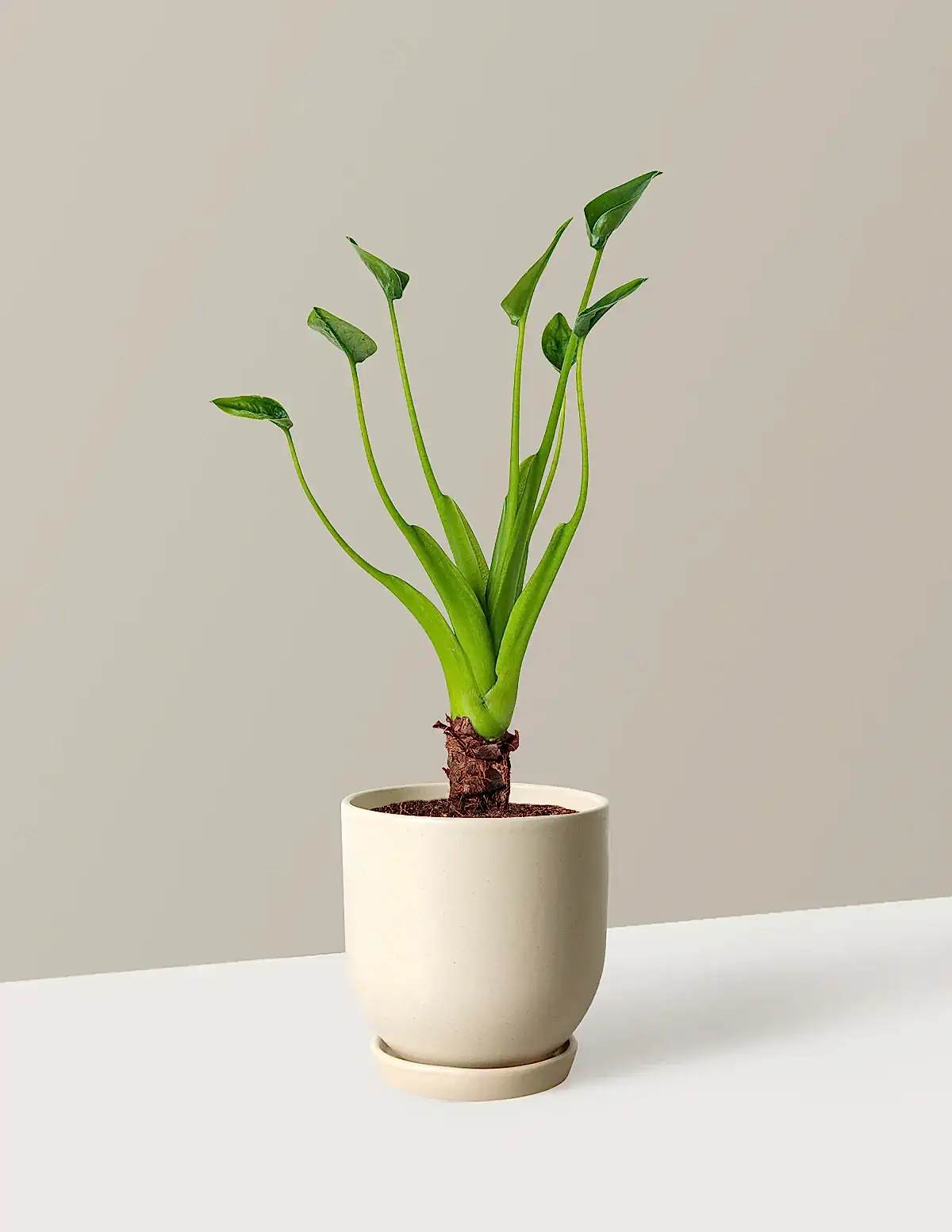 Alocasia Tiny Dancer