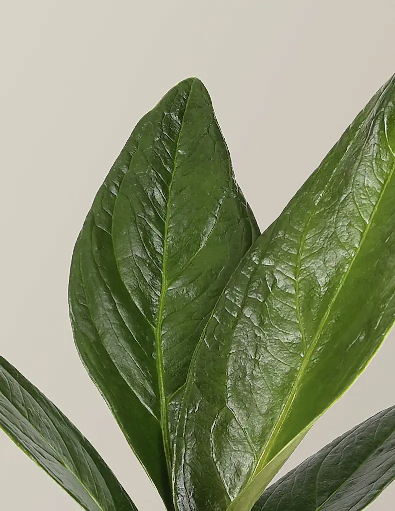 Anthurium Plowmanii