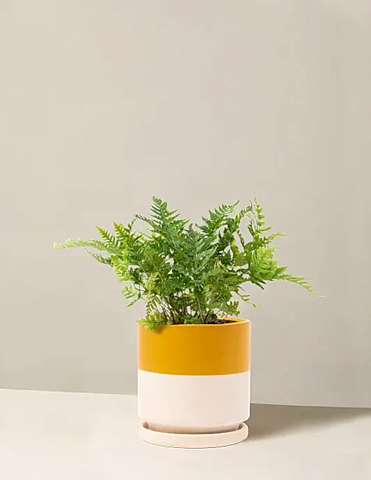 Japanese Shield Fern
