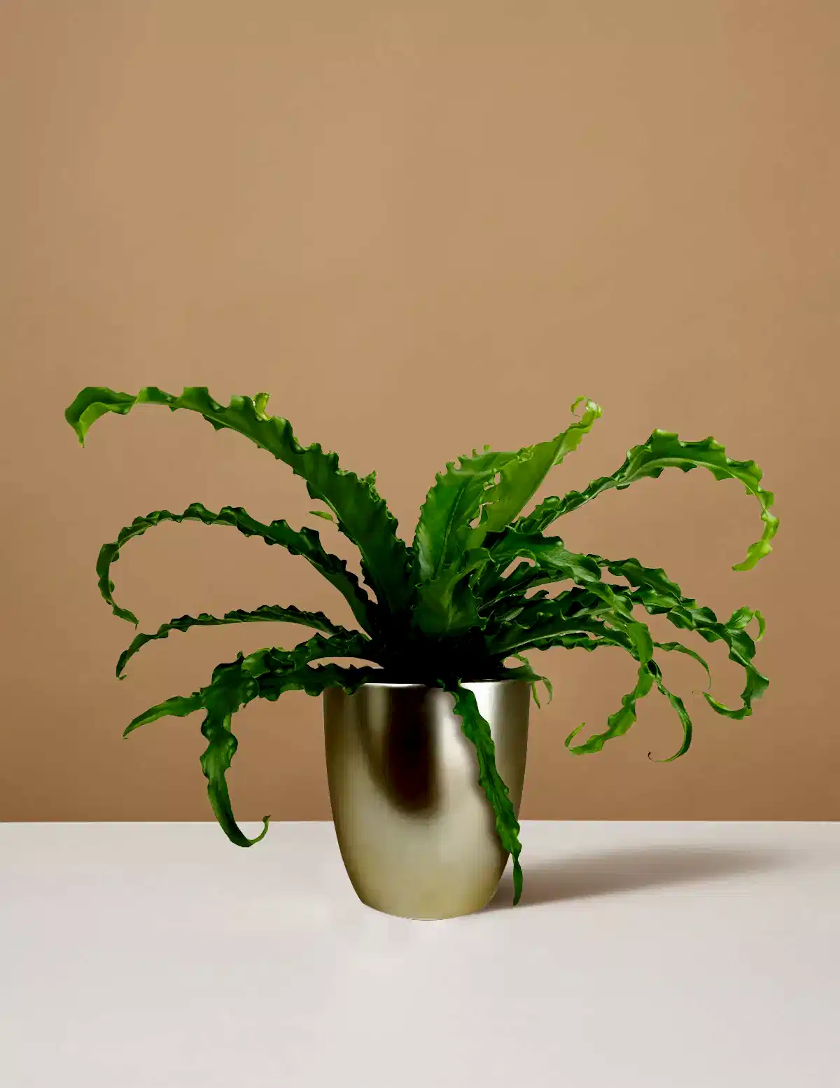 Bird’s Nest Fern