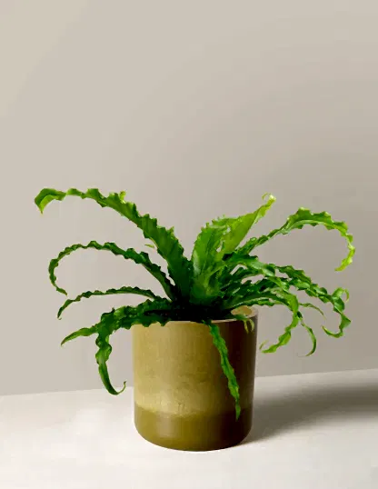Bird’s Nest Fern