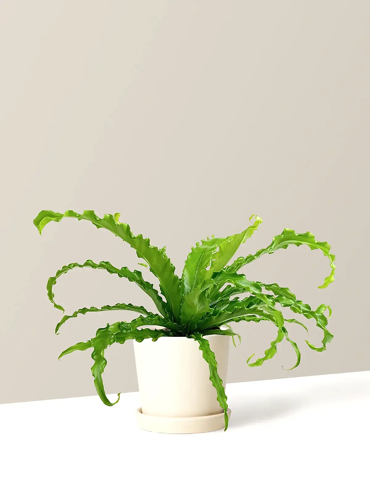 Bird’s Nest Fern