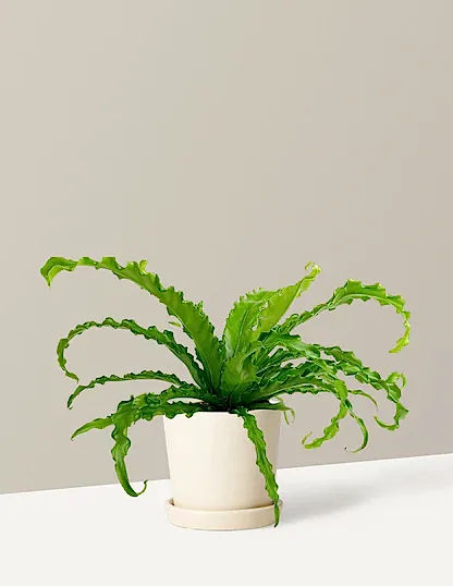 Bird’s Nest Fern