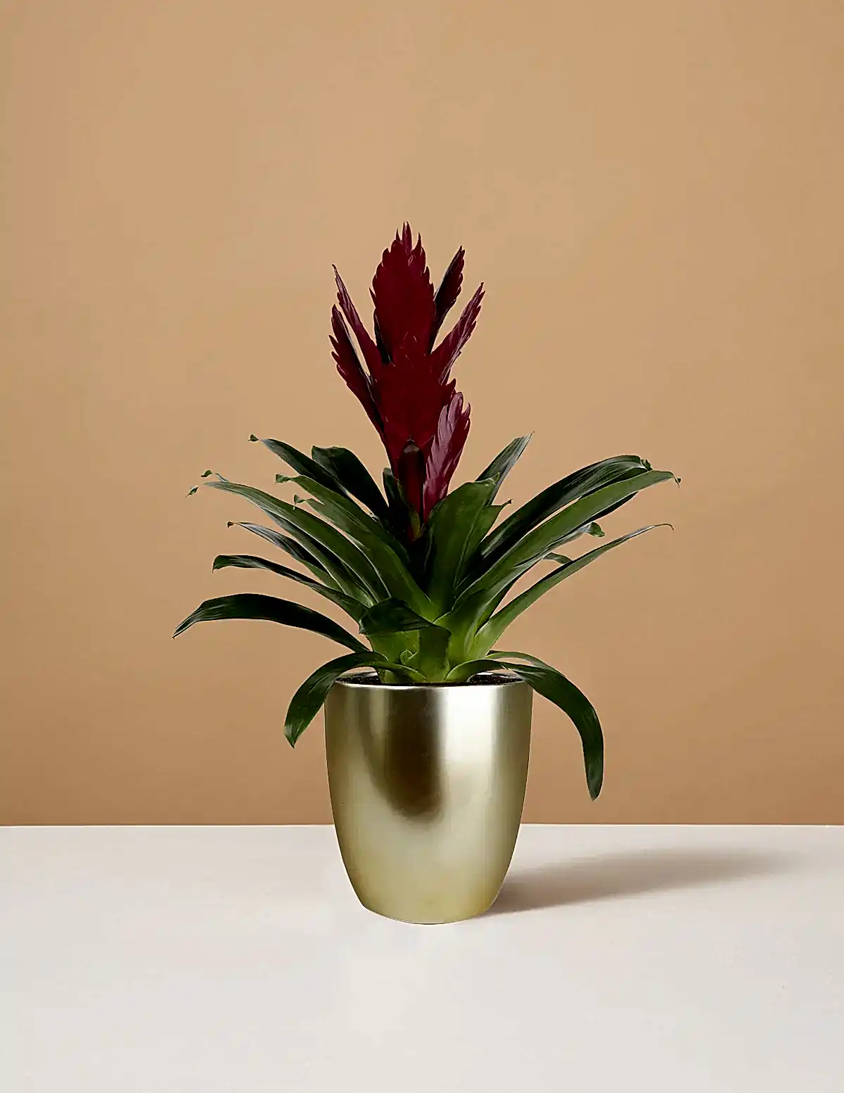 Bromeliad Vriesea ‘Albertina Maroon’
