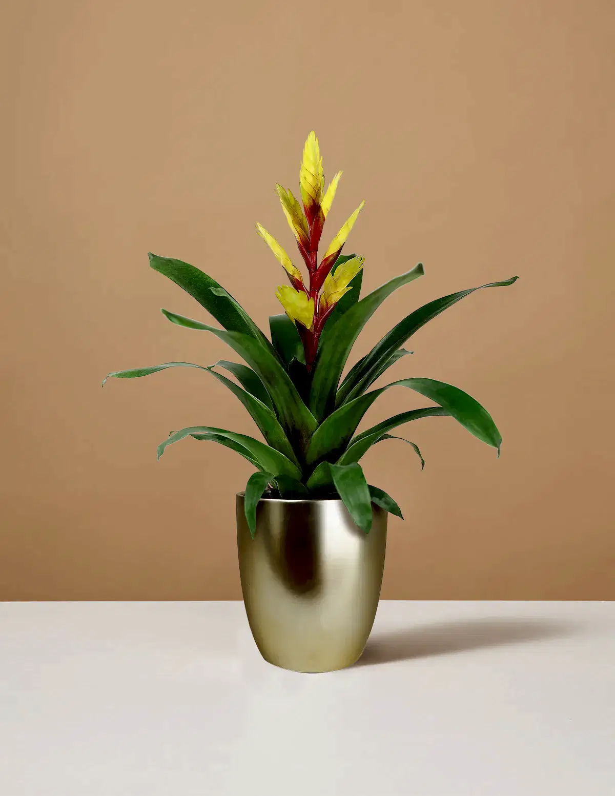 Bromeliad Vriesea Evita Yellow