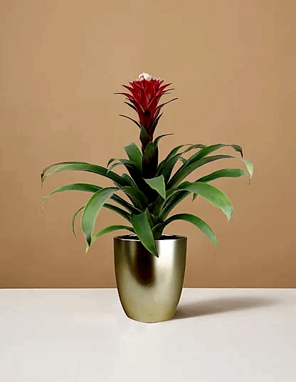 Bromeliad Red Guzmania Hope