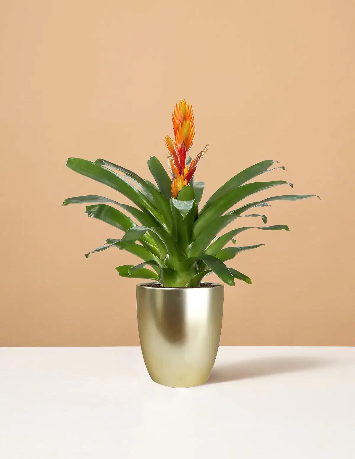 Bromeliad Vriesea Intenso Orange