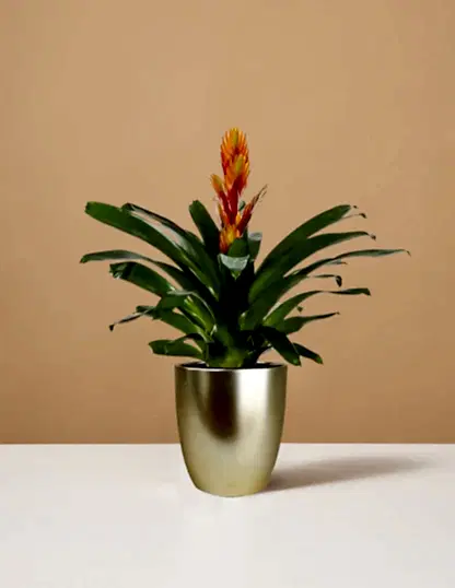 Bromeliad Vriesea Intenso Orange