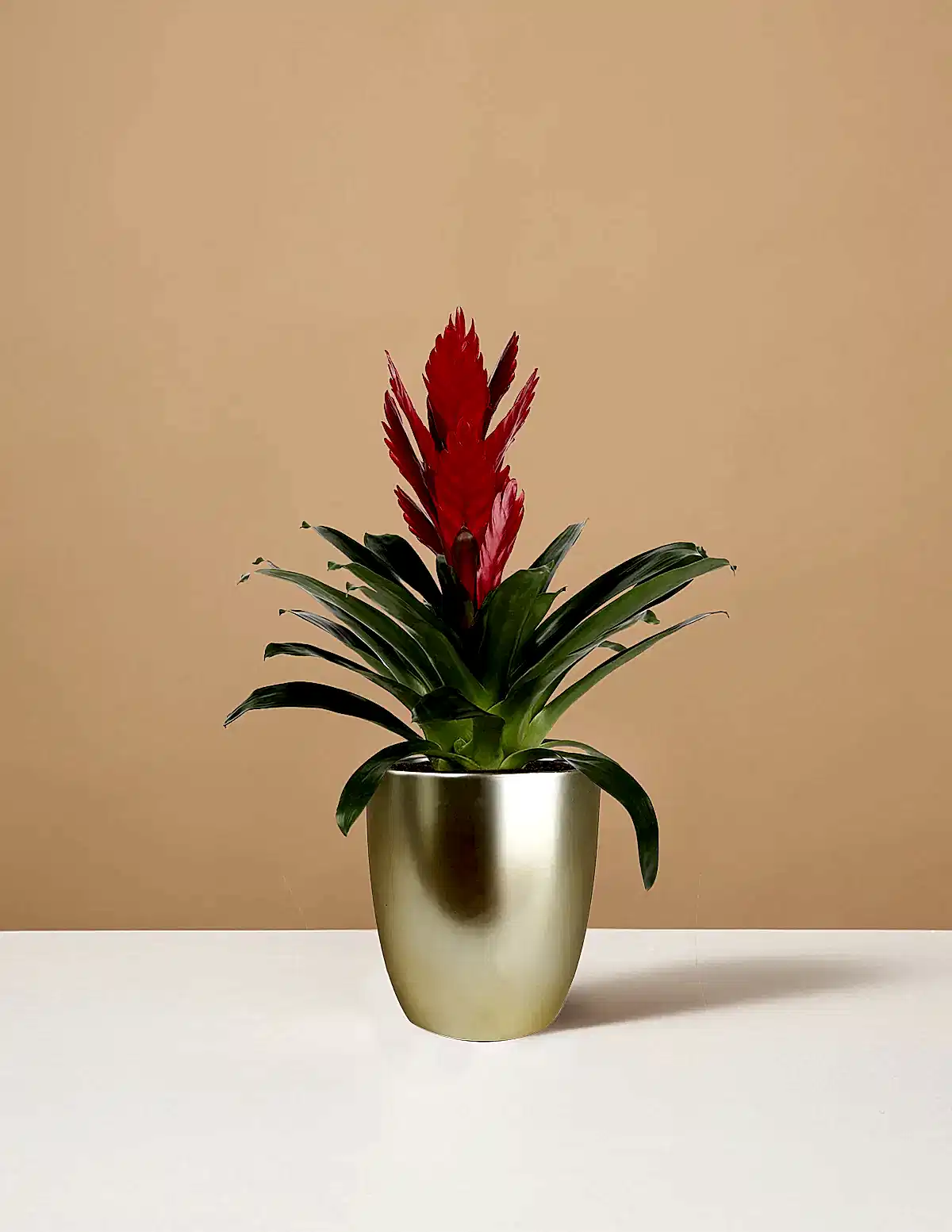 Bromeliad Vriesea Intenso Red