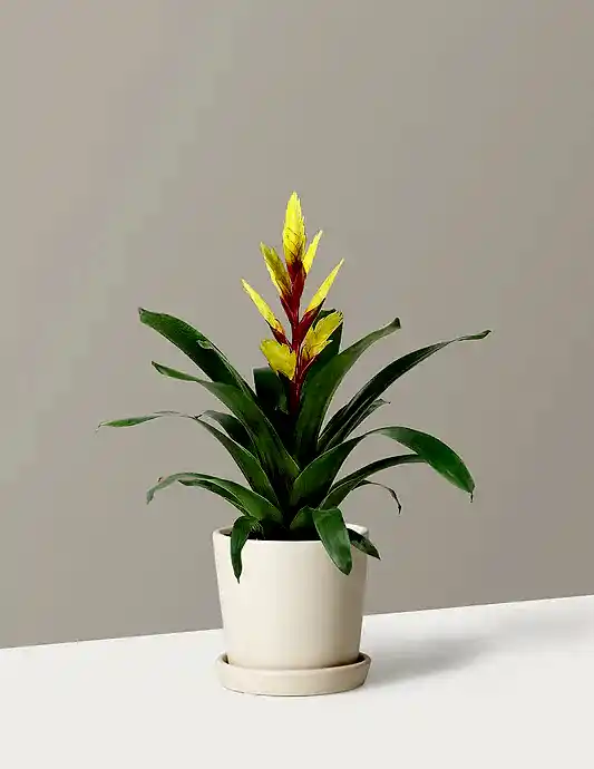 Bromeliad Vriesea Evita Yellow