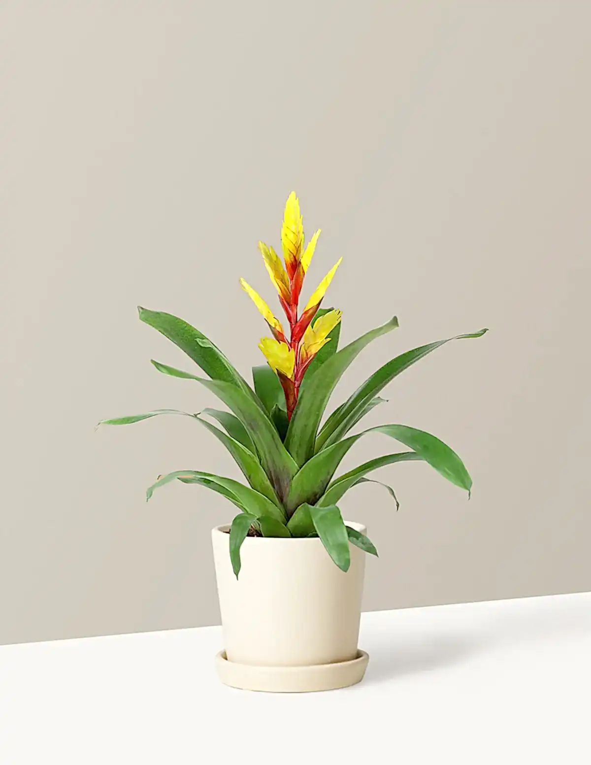 Bromeliad Vriesea Evita Yellow