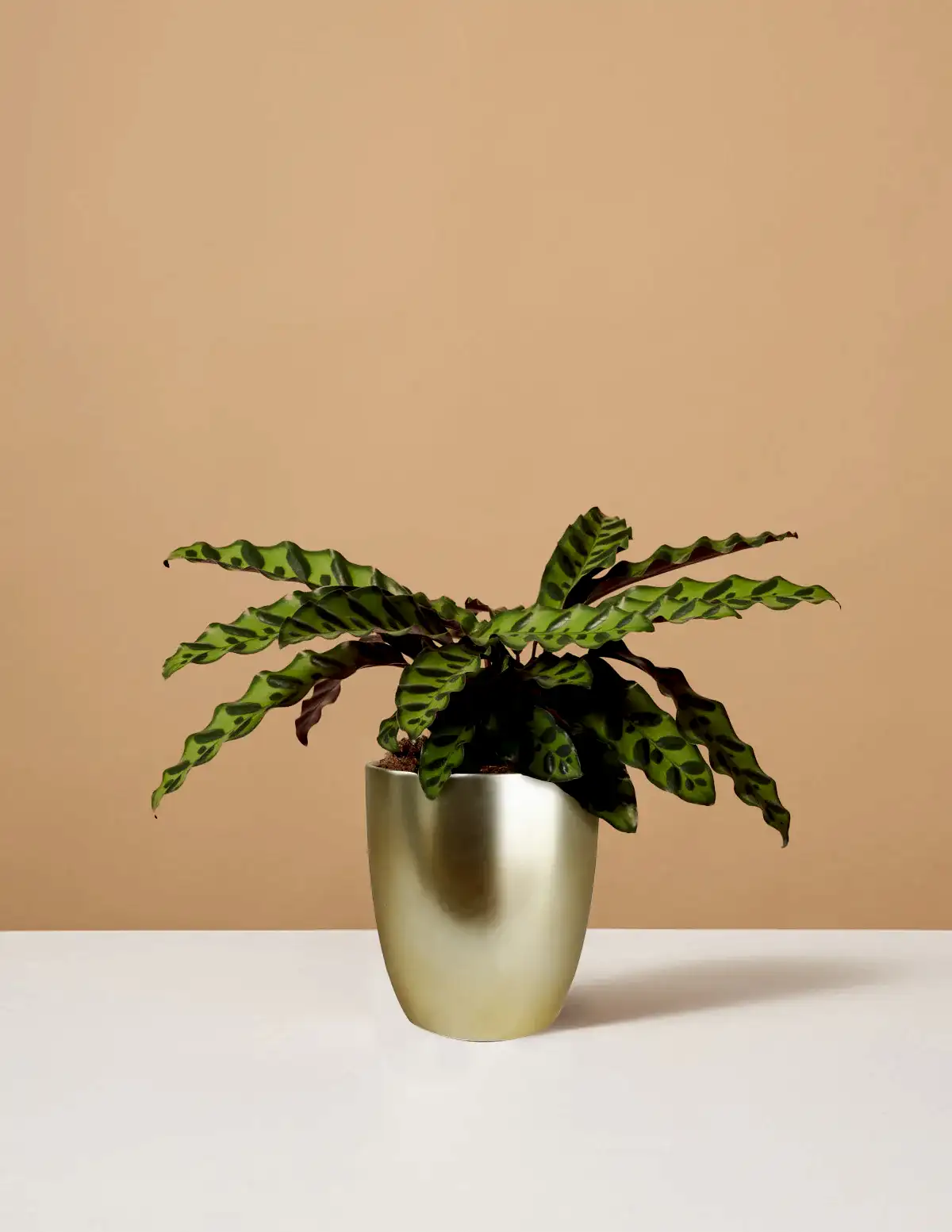 Calathea Rattlesnake