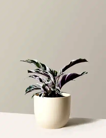 Calathea White Fusion
