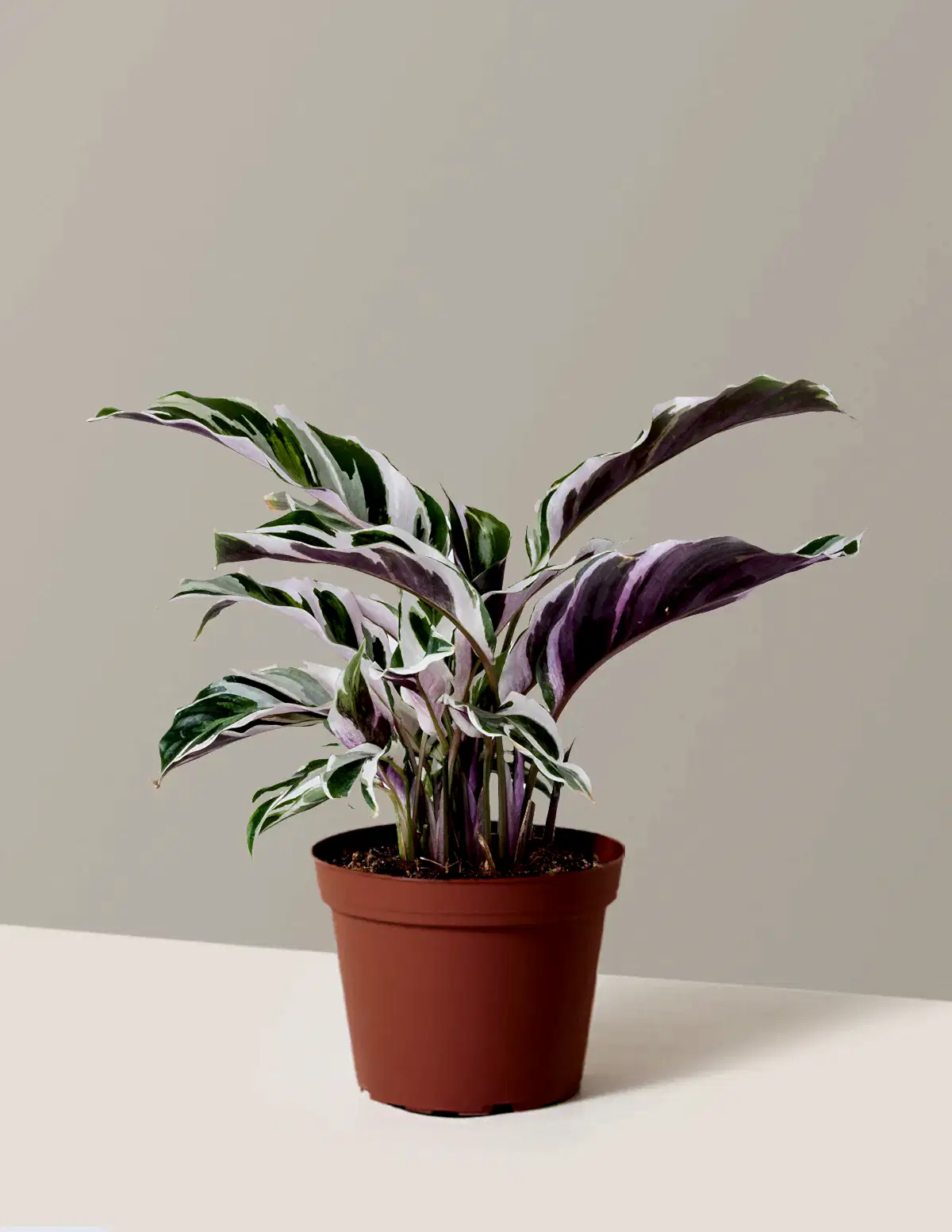 Calathea White Fusion