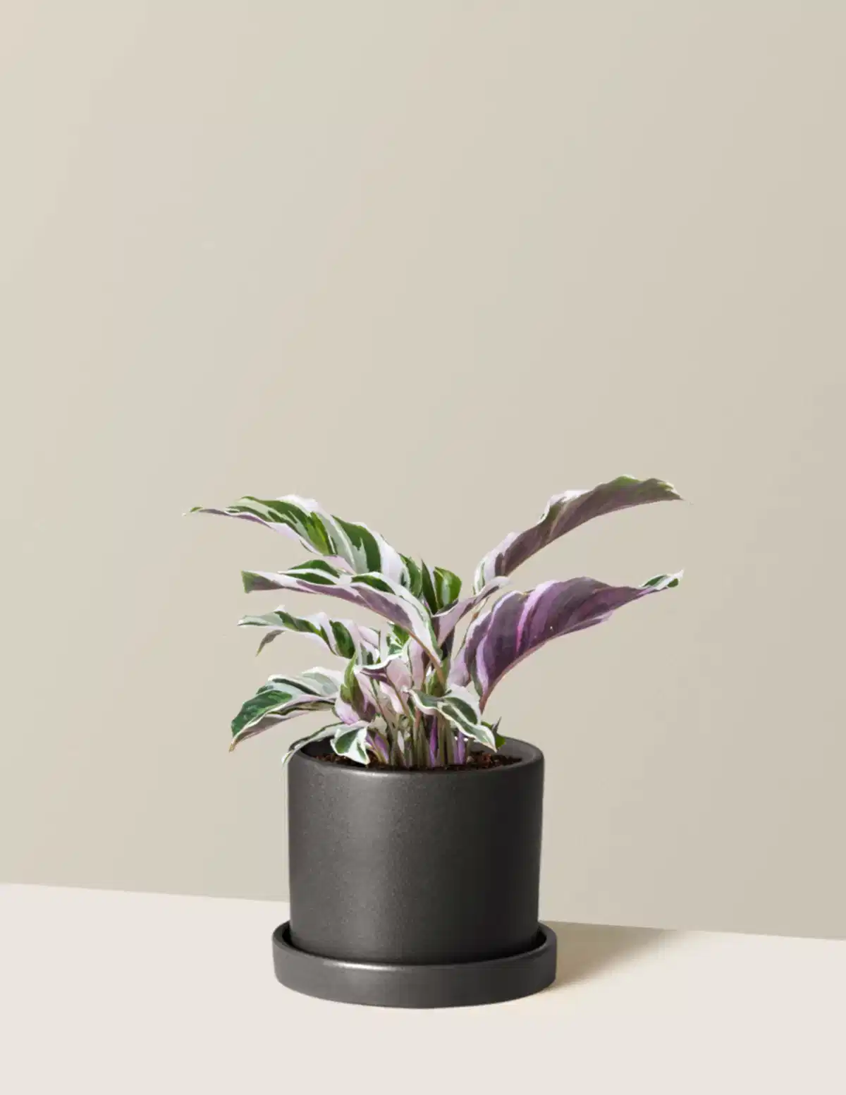 Calathea White Fusion