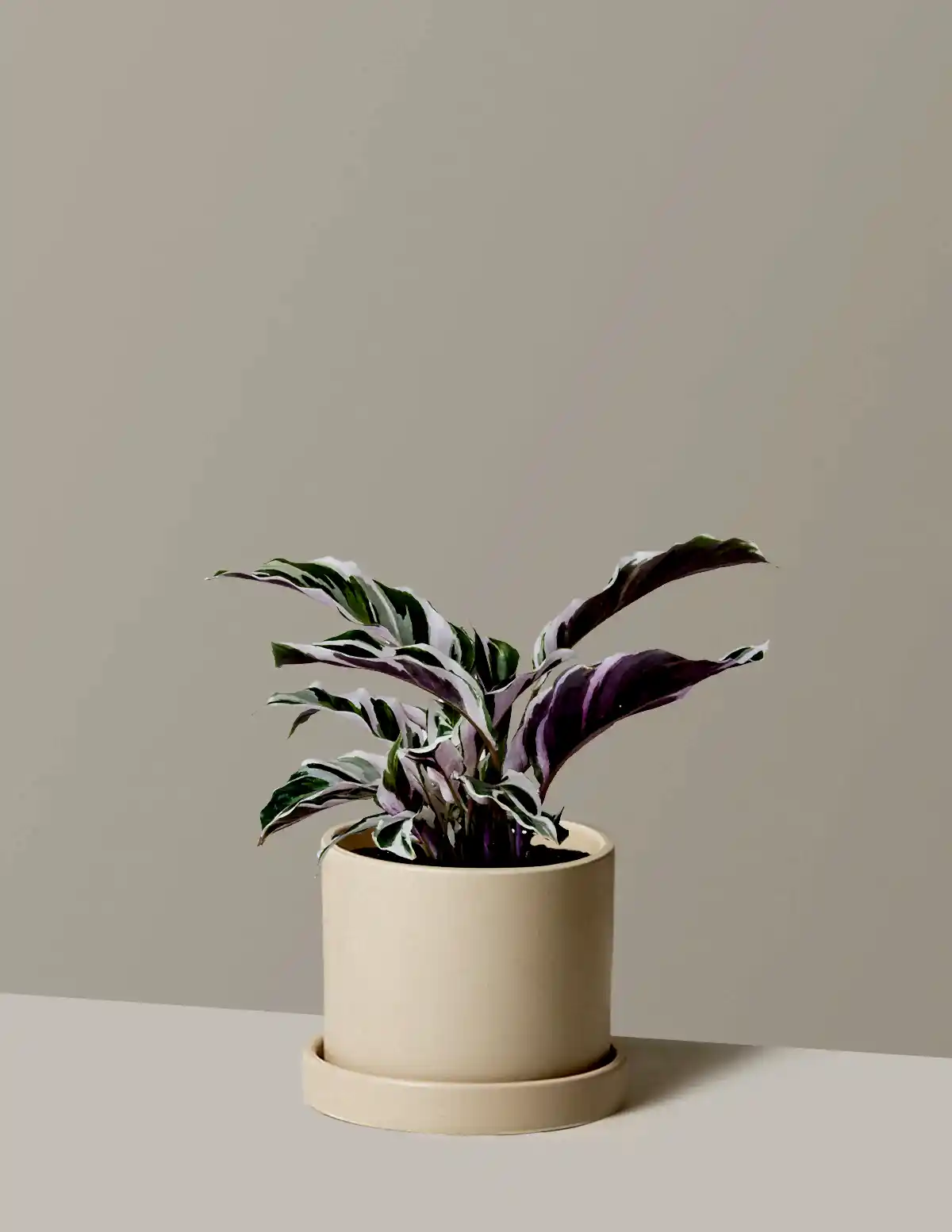 Calathea White Fusion