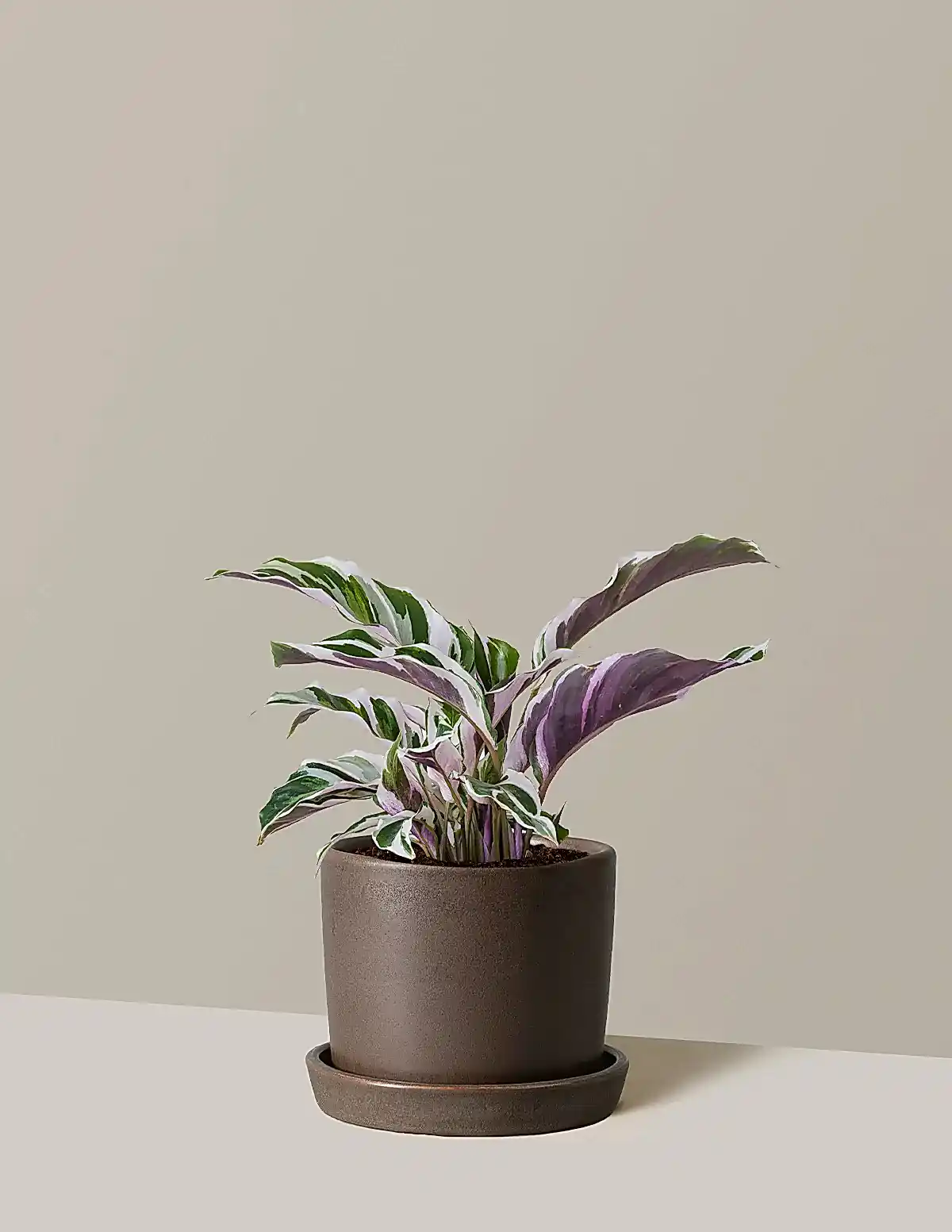 Calathea White Fusion