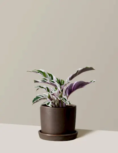 Calathea White Fusion