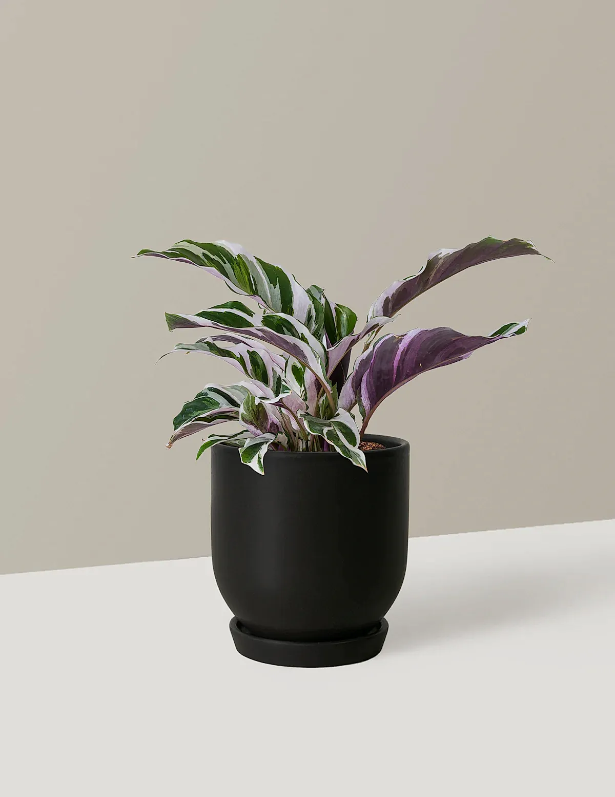 Calathea White Fusion