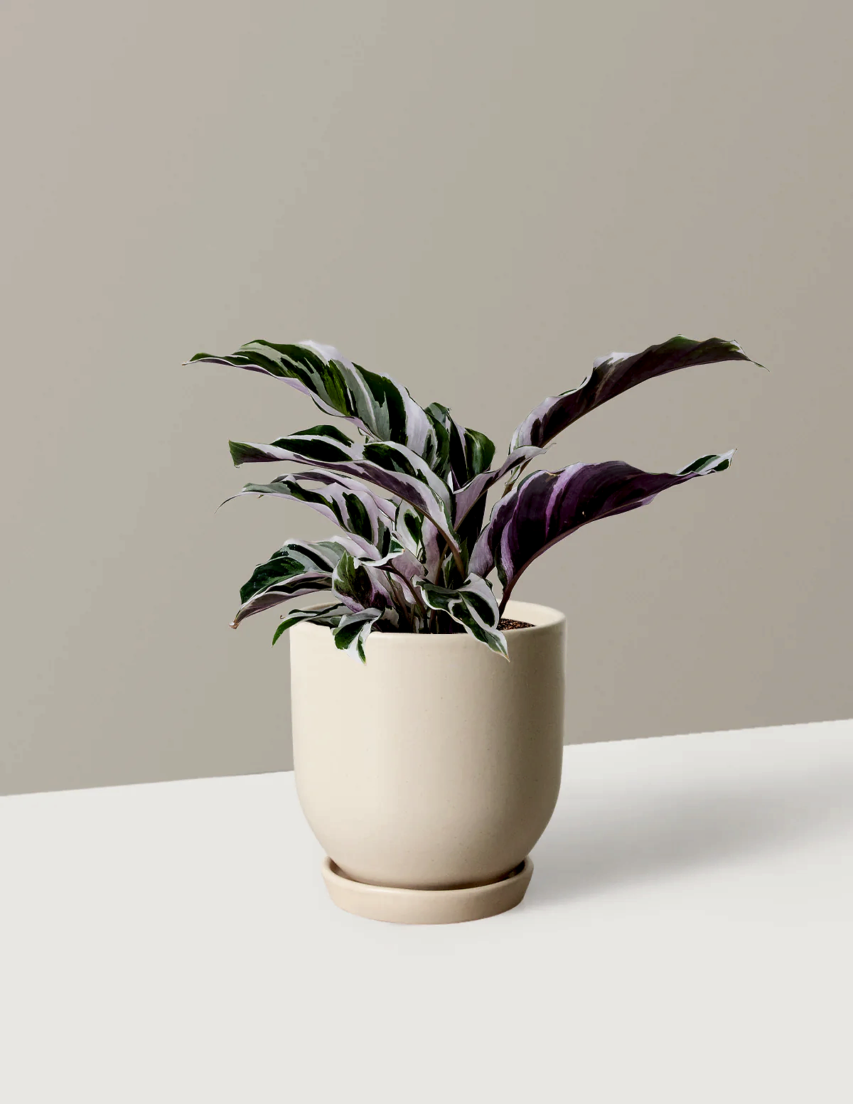 Calathea White Fusion