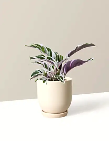 Calathea White Fusion